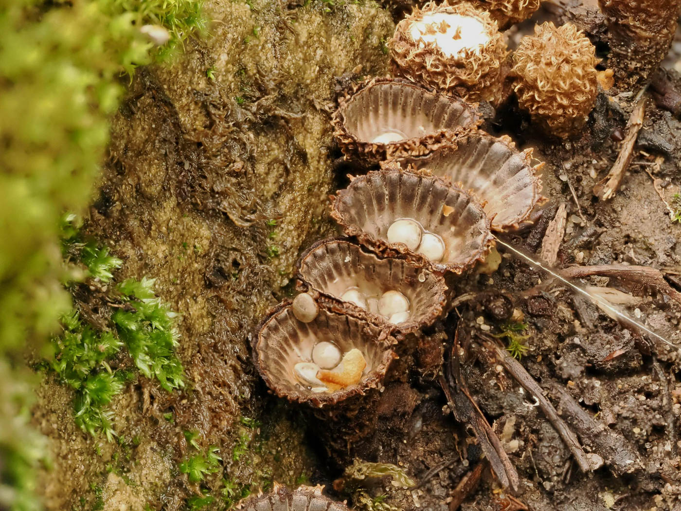 Photo © Claire Williams Cyathus striatus by Claire Williams